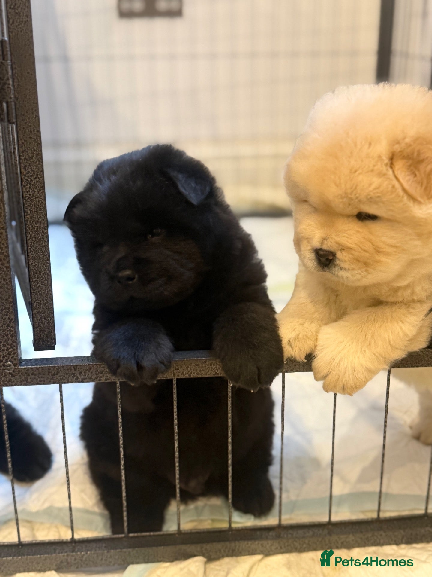 Chow Chow dogs for sale: Chow chow puppy - Advert 2