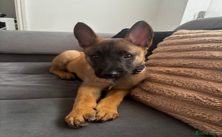 Belgian Shepherd Dog dogs - Advert 2