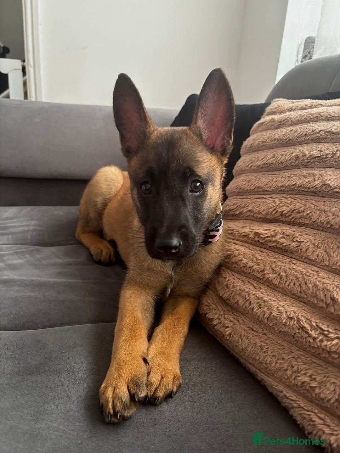 Belgian Shepherd Dog dogs for sale: Belgian Malinois - Image 1