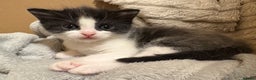 Mixed Breed cats for sale: 2 beautiful Kittens, 1 boy  1 girl - Advert 7