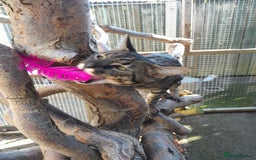 Savannah cats for sale: Large TICA Registered Spotted Savannah Boy Kitten  - Image 18