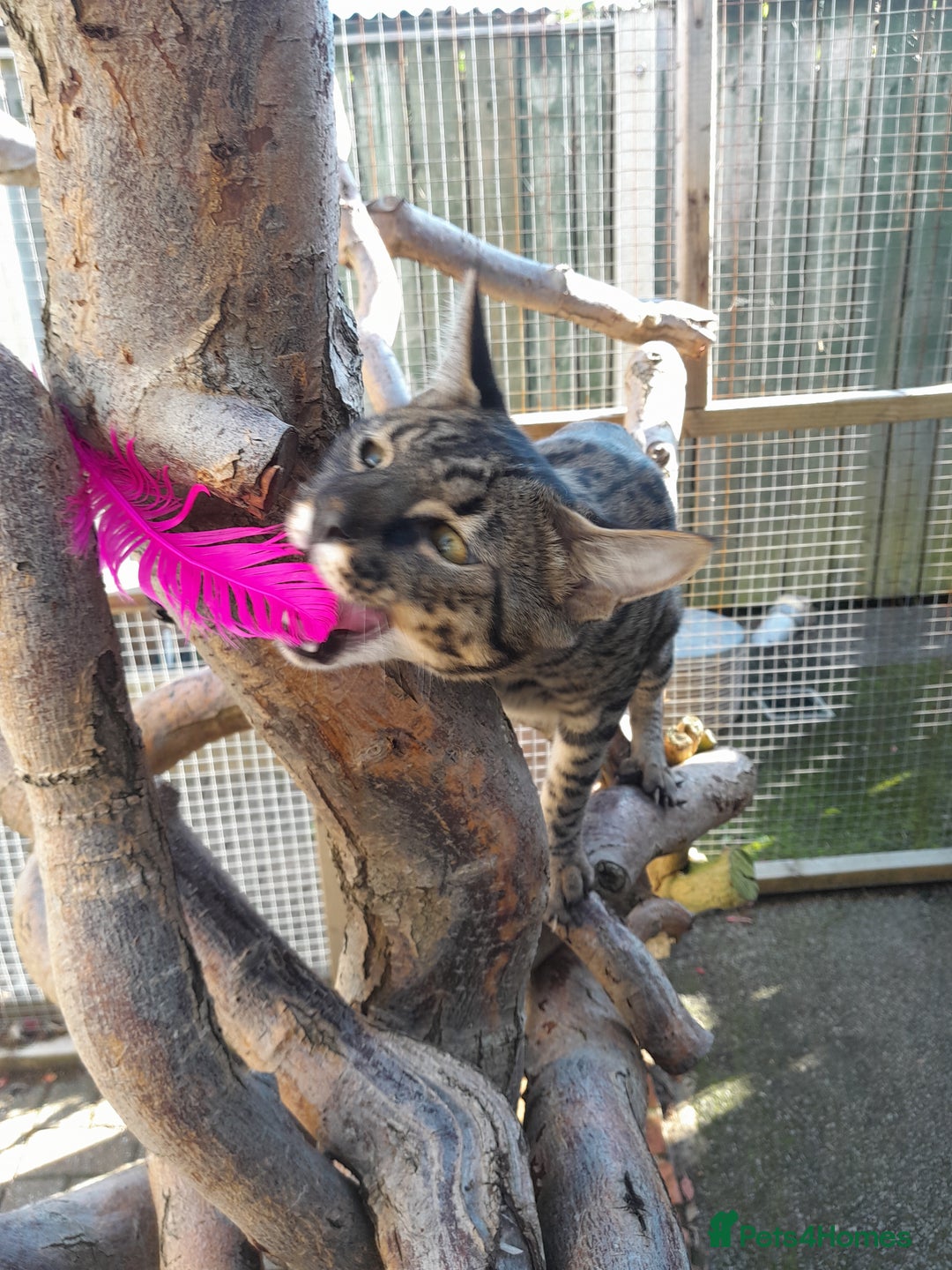 Savannah cats for sale: Large TICA Registered Spotted Savannah Boy Kitten  - Image 18