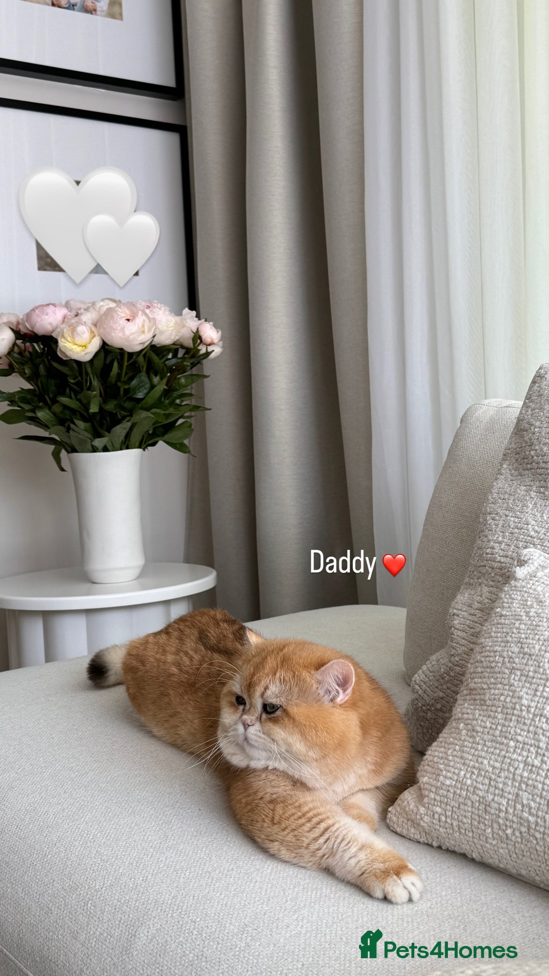 British Shorthair cats for sale: Golden British shorthair kittens - Advert 35