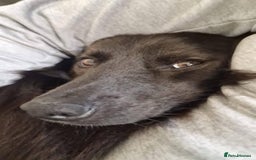 Mixed Breed dogs for adoption: Meet Ranger, currently residing in Lancashire  - Image 8