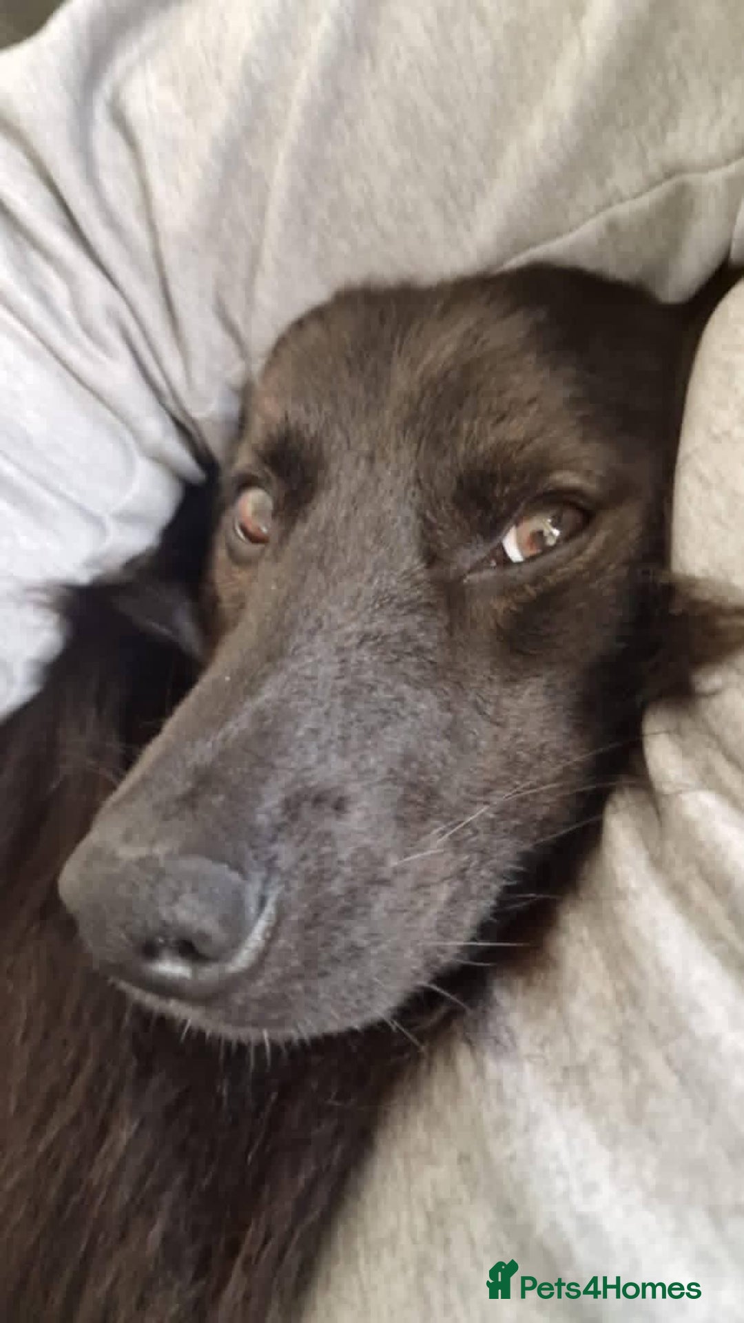 Mixed Breed dogs for adoption: Meet Ranger, currently residing in Lancashire  - Image 8