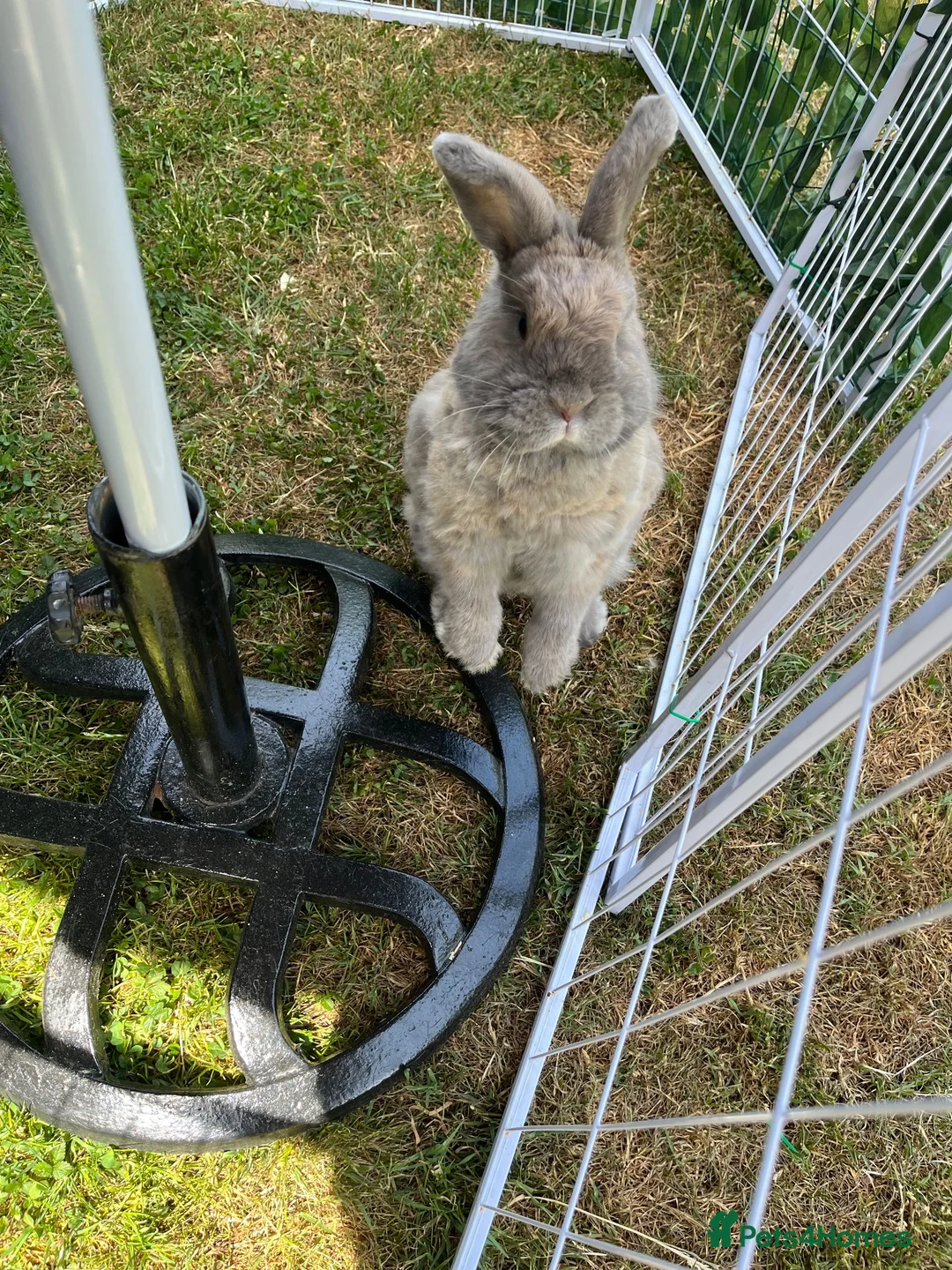 Mixed Breed rabbits for sale: Female mini lop x dwarf cross rabbit in Pinner - Advert 2
