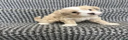 Maltipoo dogs for sale: 4 maltipoos - Advert 3