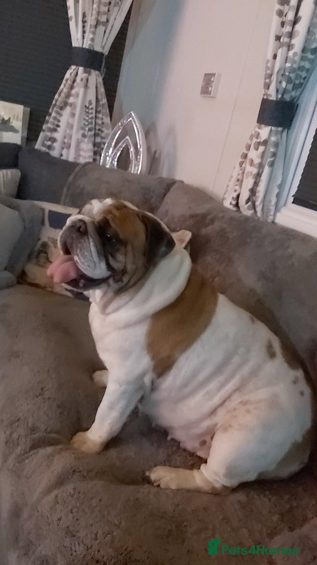 English Bulldog dogs for sale: 4 yr old female English (British)bulldog  - Advert 5