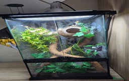 Gecko reptiles for sale: Crested Gecko and Tank  - Image 1