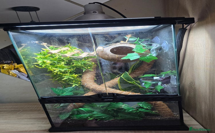 Gecko reptiles - Advert 5