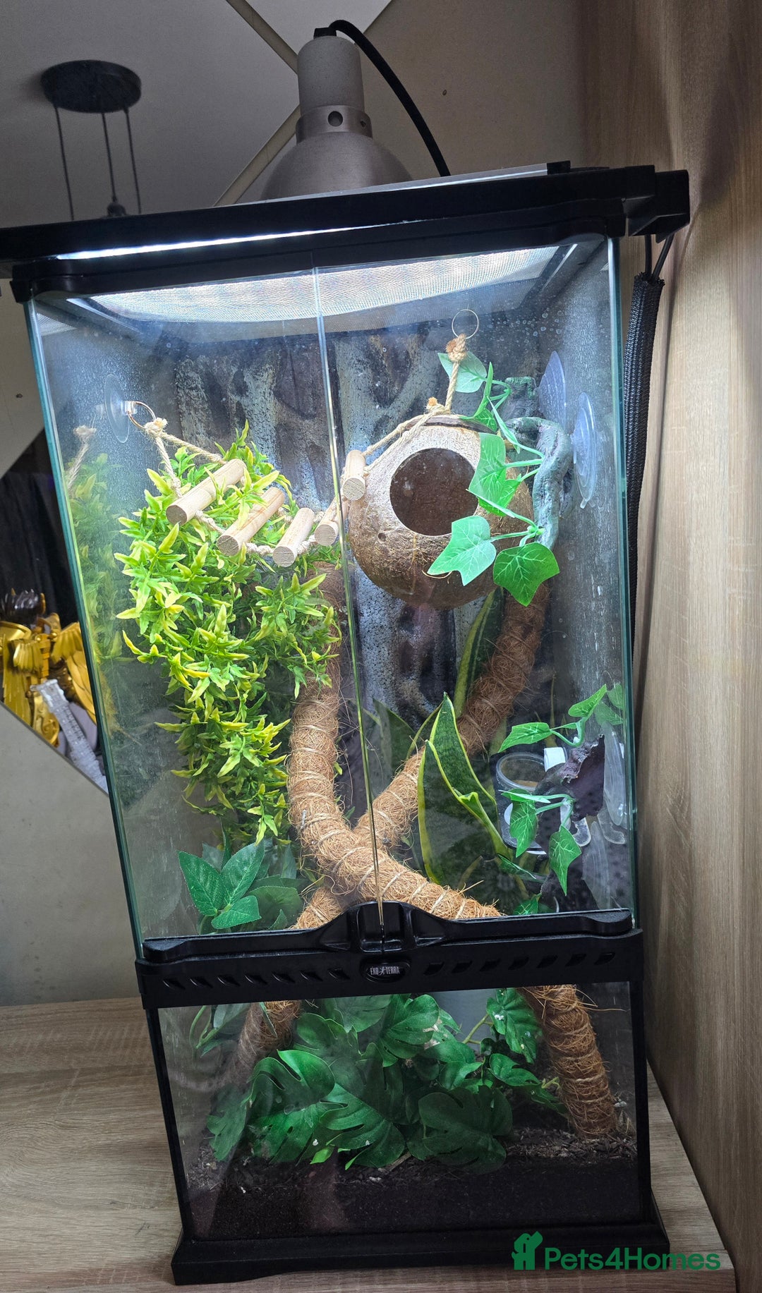 Gecko reptiles for sale: Crested Gecko and Tank  - Image 1