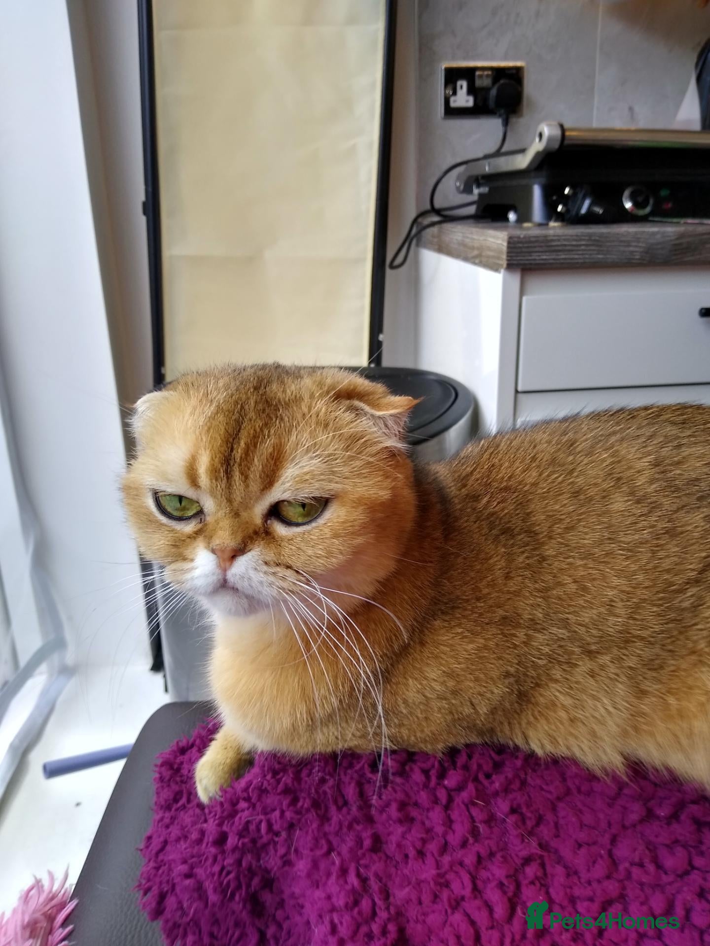 Scottish Fold cats 🐾Gorgeous girl Available – TICA Scottish Fold 🐾 - Advert 2