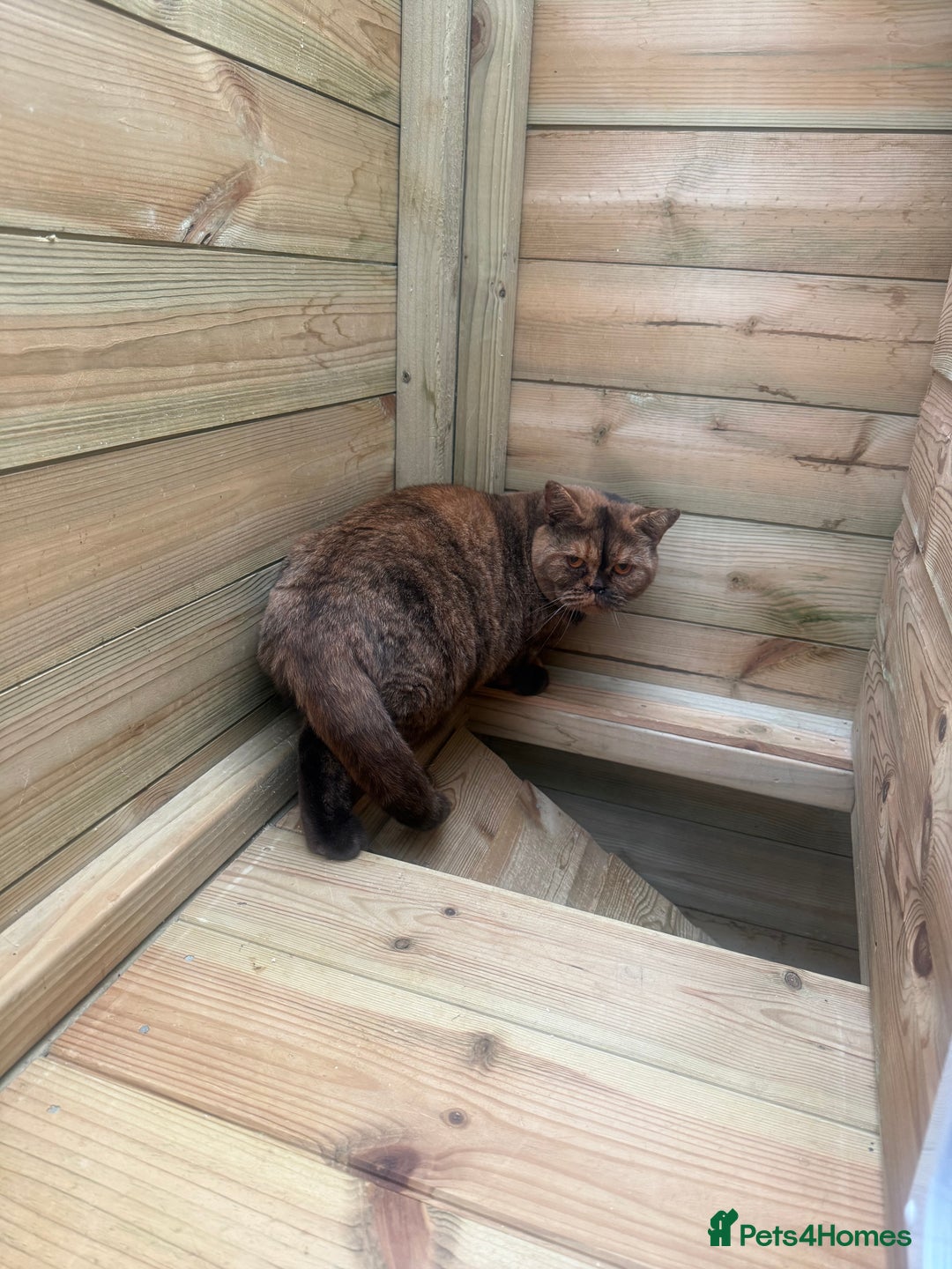 British Shorthair cats for sale: British Adults  - Advert 6