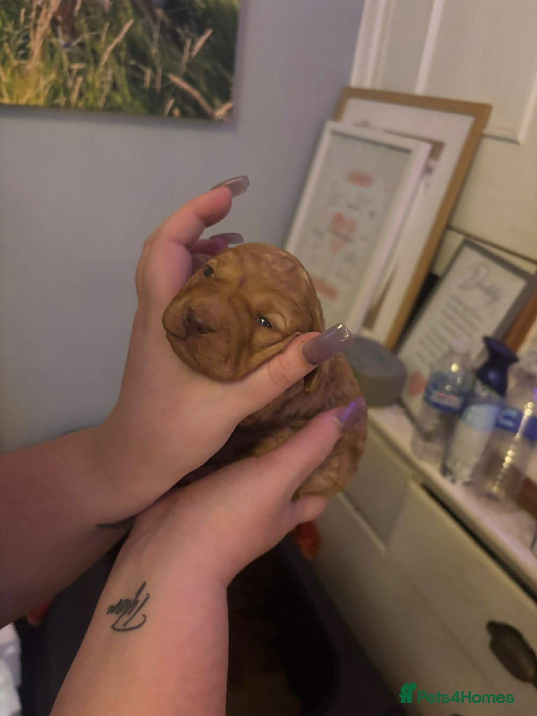 Cockapoo dogs for sale: ***BEAUTIFUL F1B COCKAPOOS*** - Advert 5