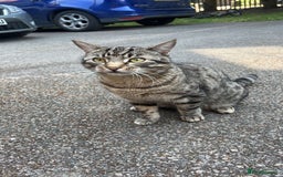Bengal cats for sale: Cat looking for home  - Image 1