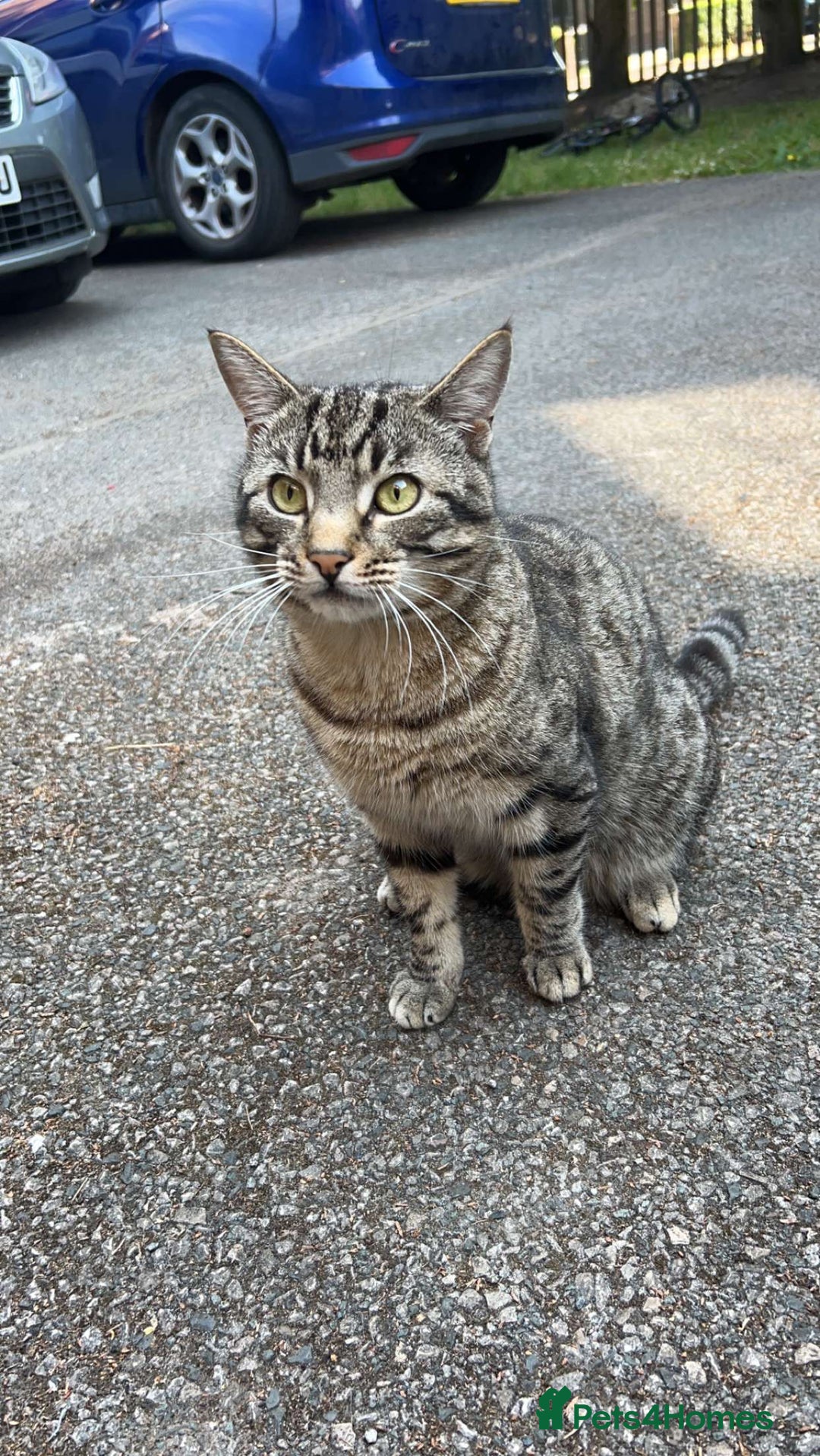 Bengal cats for sale: Cat looking for home  - Image 1