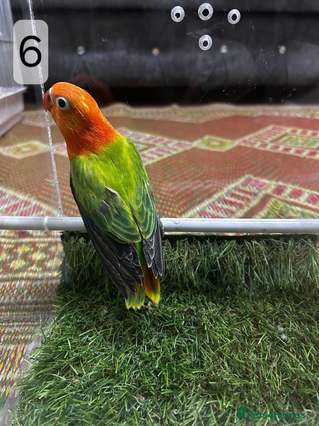 Lovebirds birds for sale: Beautiful mutation fisher opline lovebirds   - Advert 21