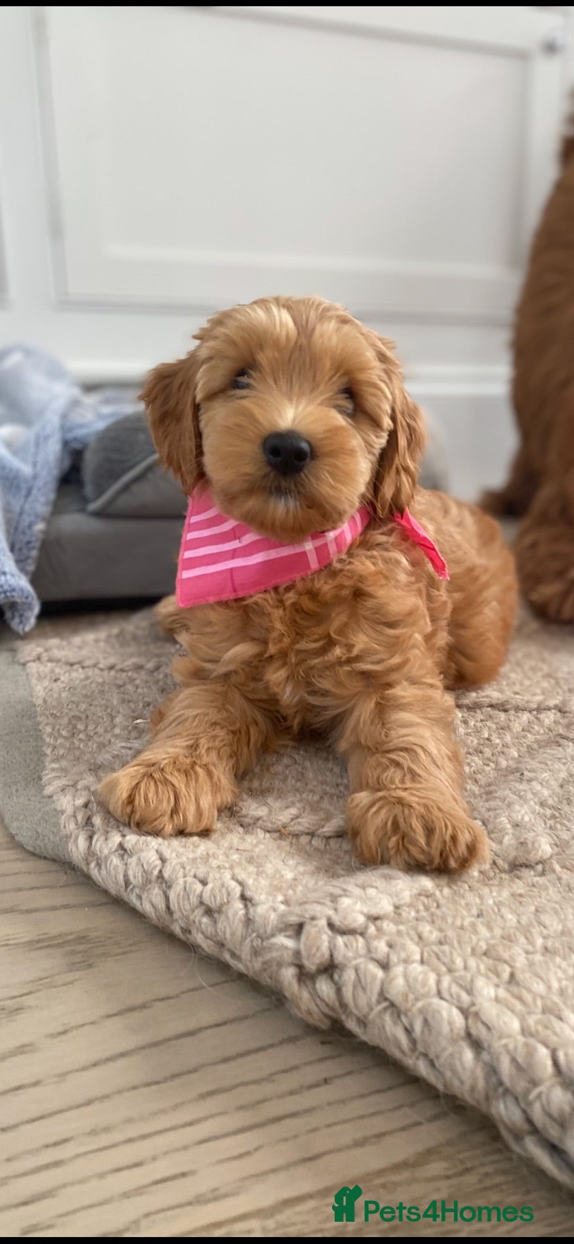 Australian Labradoodle dogs 1 beautiful girl available  - Advert 15