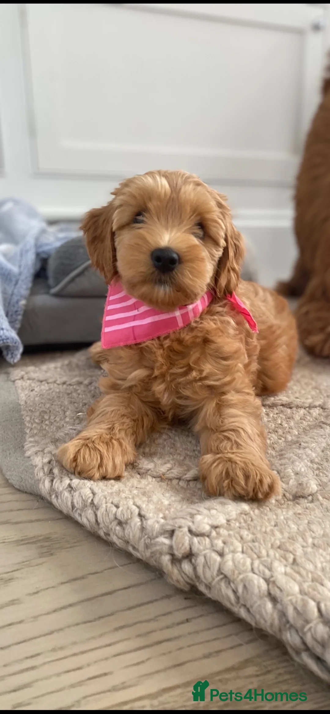 Australian Labradoodle dogs for sale: 1 beautiful girl available  - Advert 1