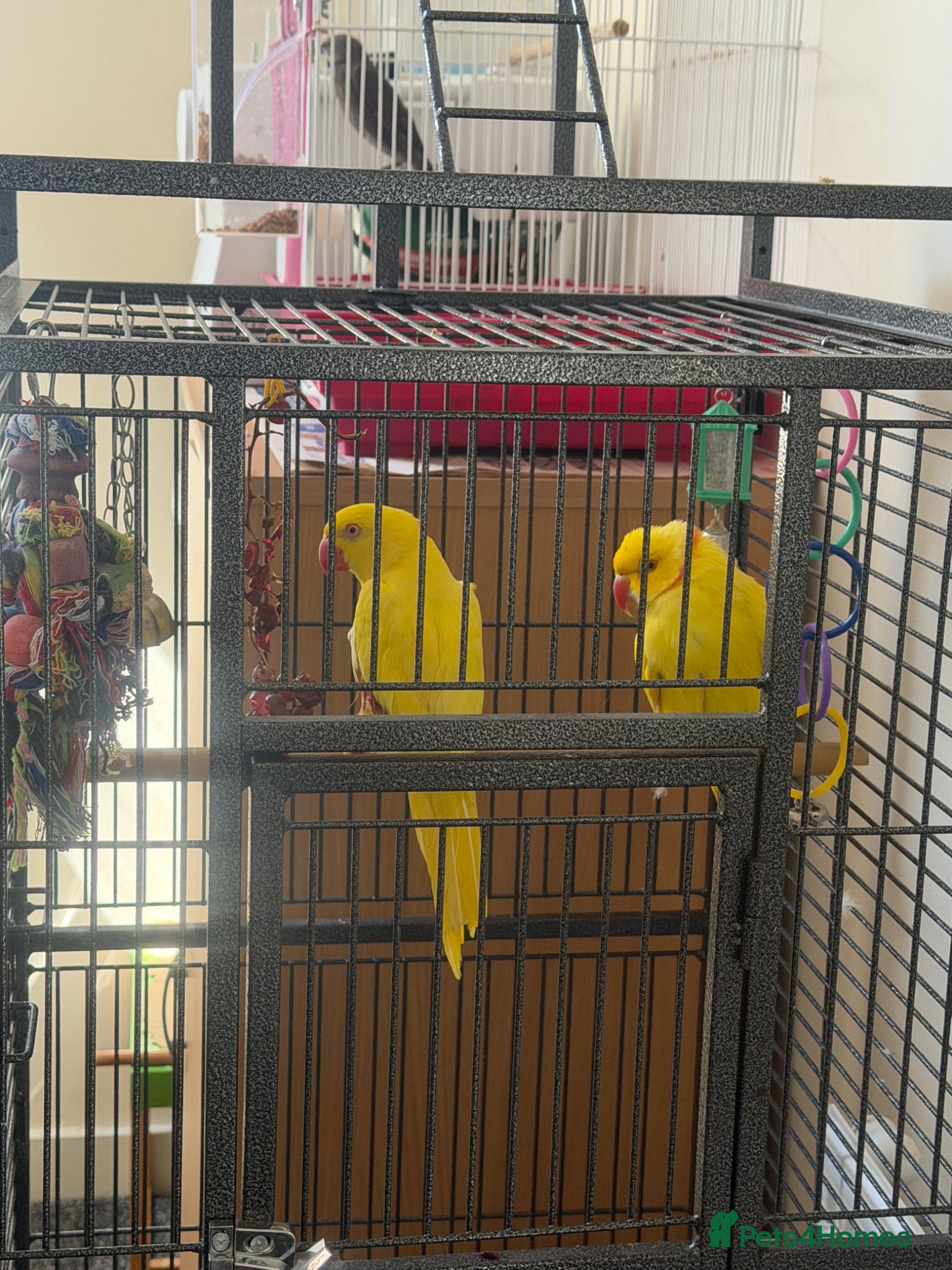Parakeets birds Ring nack - Advert 4