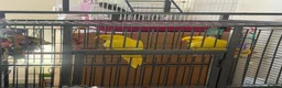 Parakeets birds for sale: Ring nack in Luton - Advert 1