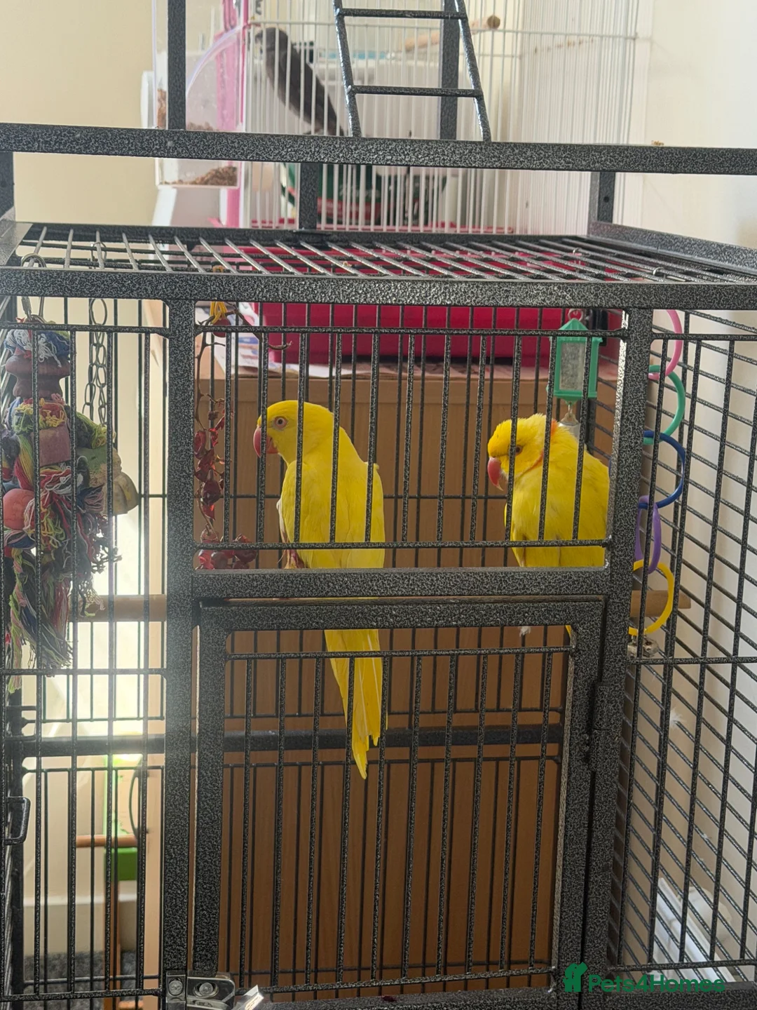 Parakeets birds for sale: Ring nack in Luton - Advert 1