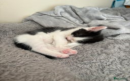 Mixed Breed cats for sale: White and black kittens - Image 8