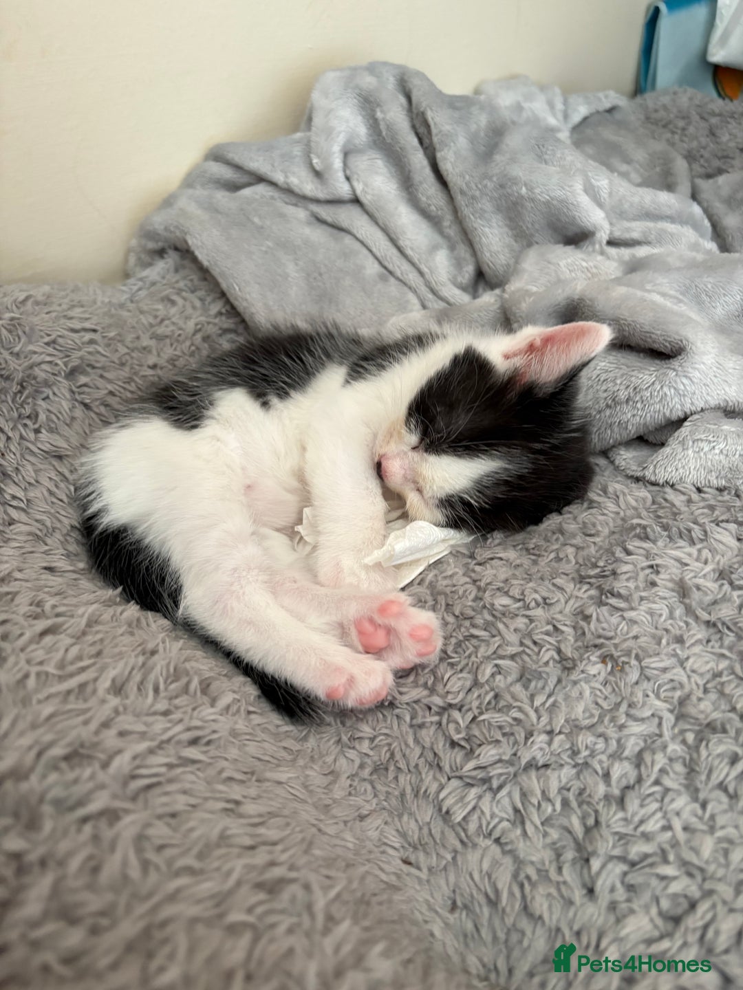 Mixed Breed cats for sale: White and black kittens - Image 8
