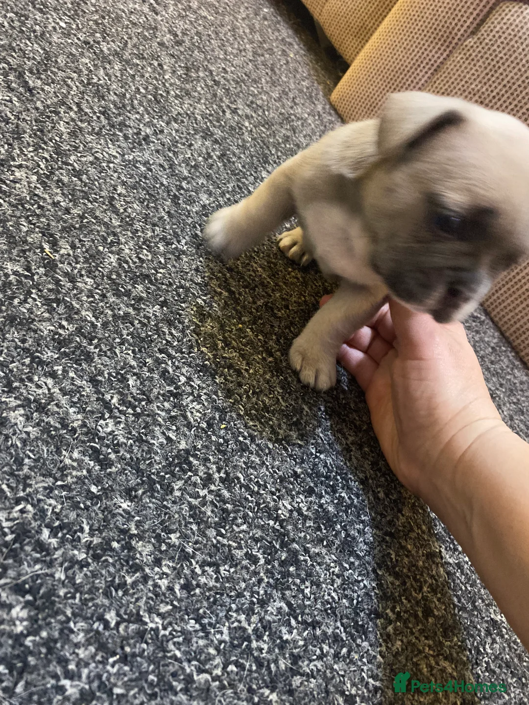 Mixed Breed dogs for sale: French bulldog - Advert 4