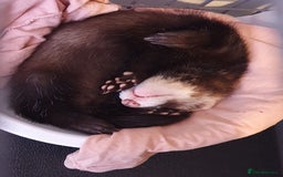 Ferret rodents for sale: 2 hobs 10 weeks old  - Image 2