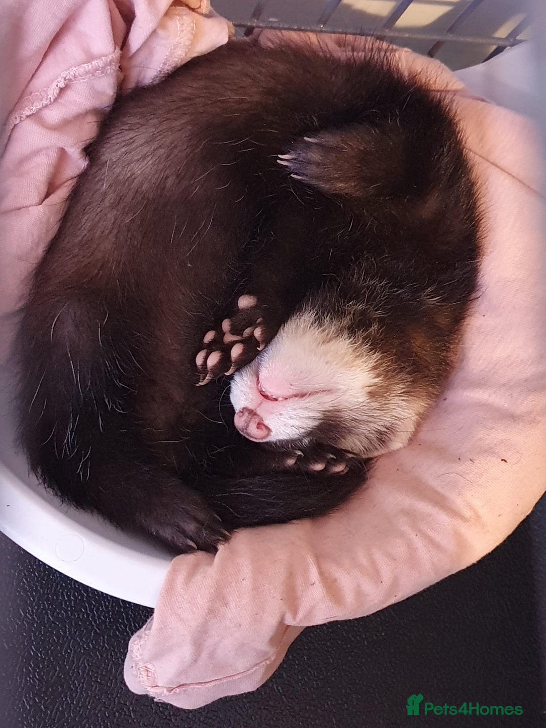 Ferret rodents for sale: 2 hobs 10 weeks old  - Image 2