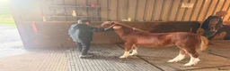 Welsh Section A horses for sale: Section A colt foal  - Advert 4