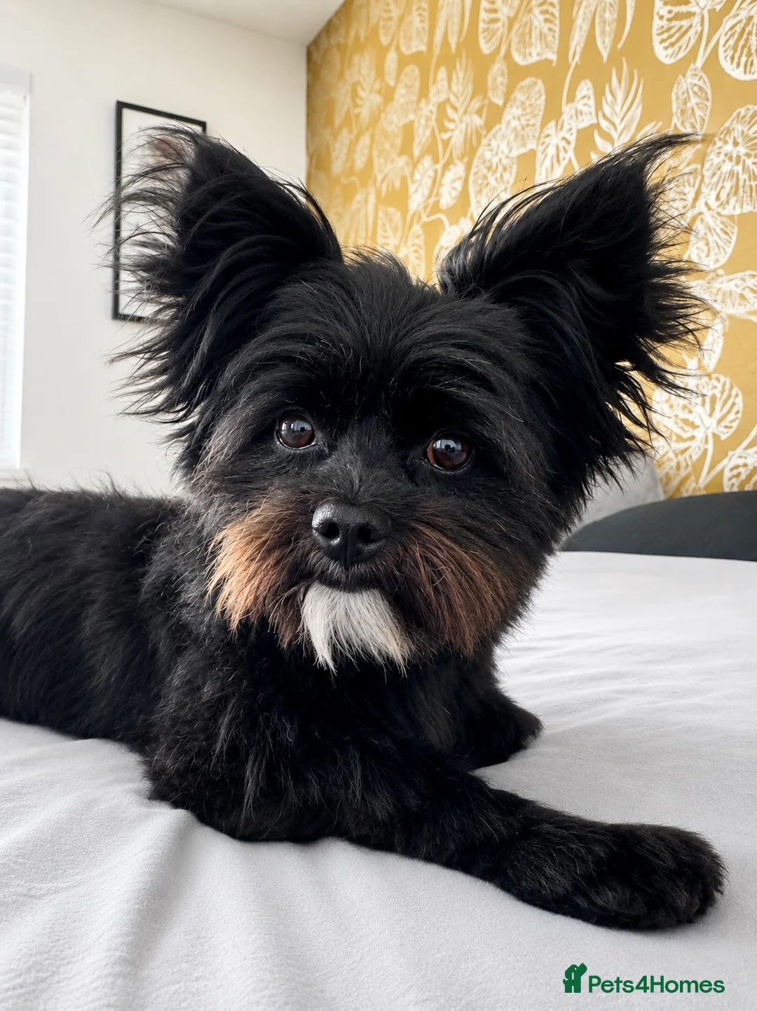Mixed Breed dogs for stud: **BUDDY IS READY FOR THE LADIES 🖤 1 YEAR OLD in Rotherham - Advert 1