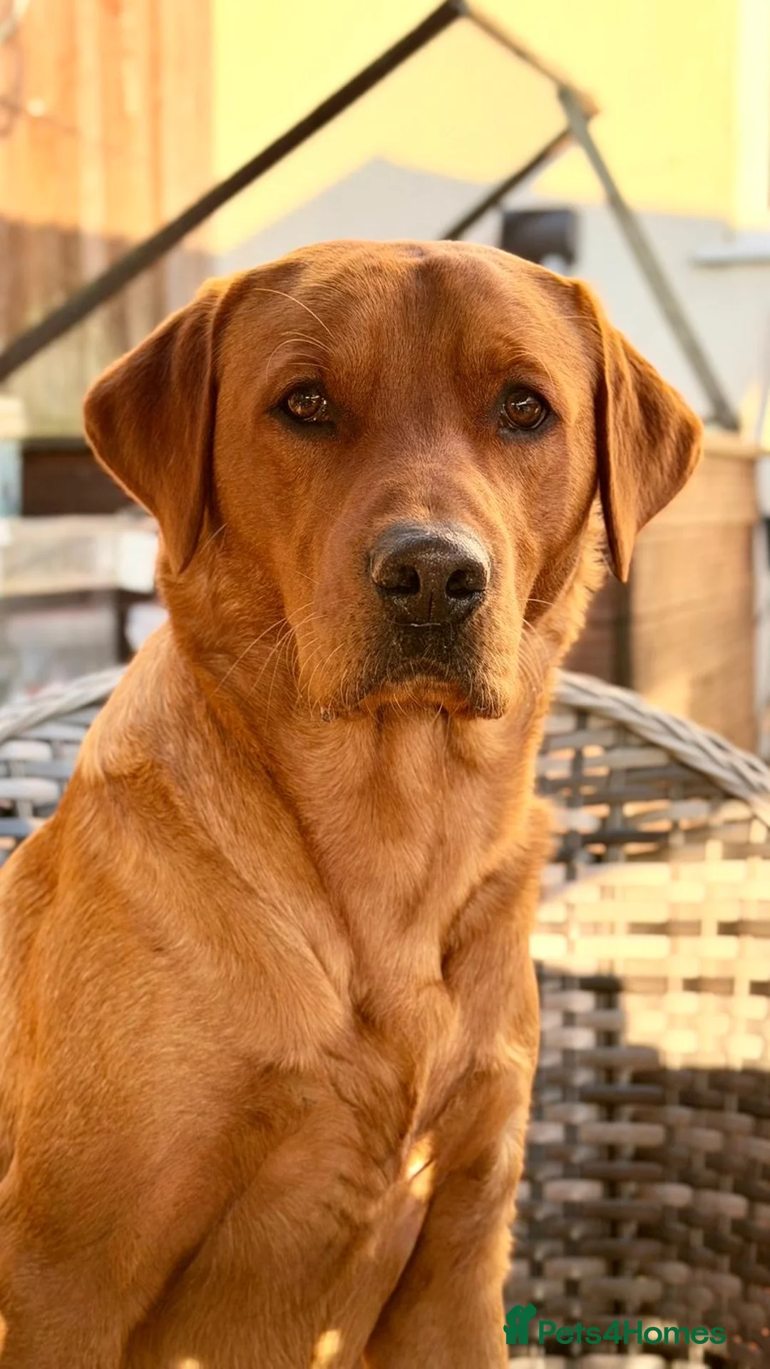Labrador Retriever dogs for stud: Dog for stud  in Nottingham - Advert 1