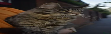 Tabby male