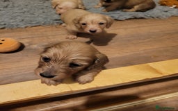 Miniature Dachshund dogs for sale: Beautiful cream KC long haired mini dachshunds - Image 22