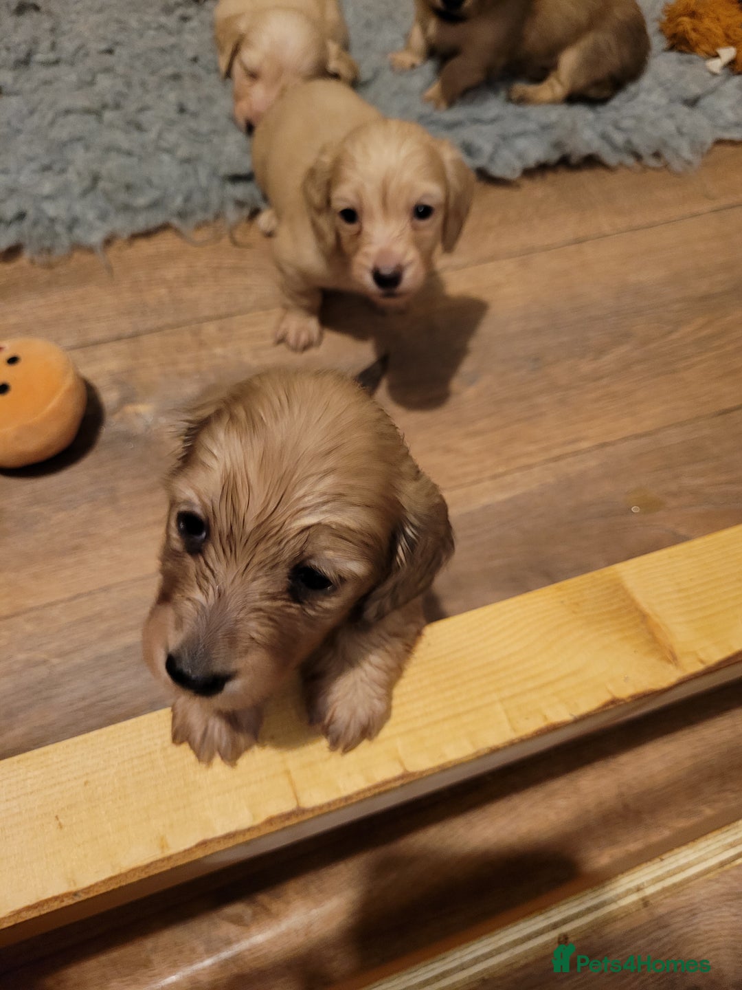 Miniature Dachshund dogs for sale: Beautiful cream KC long haired mini dachshunds - Image 22