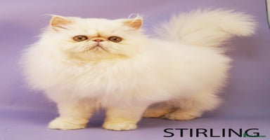 Persian cats Beautiful Persian Kittens Ready for Forever Homes - Advert 3