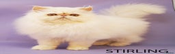 Persian cats for sale: Stunning GCCF Registered Male Persian Kitten - Advert 3