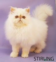 Persian cats Beautiful Persian Kittens Ready for Forever Homes - Advert 7