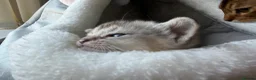 Abyssinian cats for sale: 2 beautiful Abyssinian boys  - Advert 10