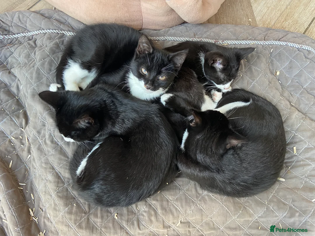 British Shorthair cats for sale: Amazingly placid well handled young cats available - Advert 1