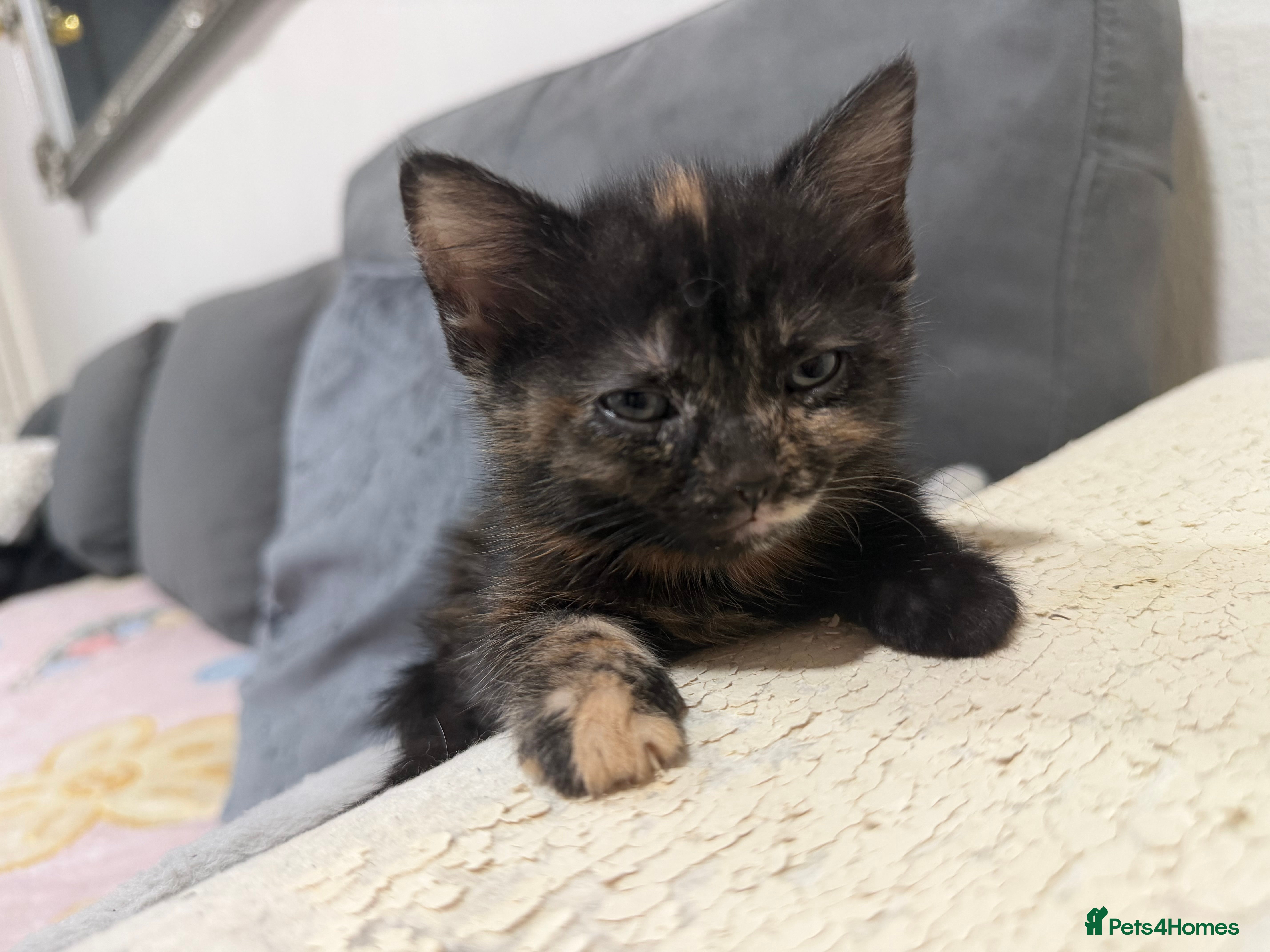 American Shorthair cats 5 beautiful kittens for sale  - Advert 4