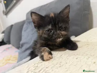 American Shorthair cats 5 beautiful kittens for sale - Advert 6