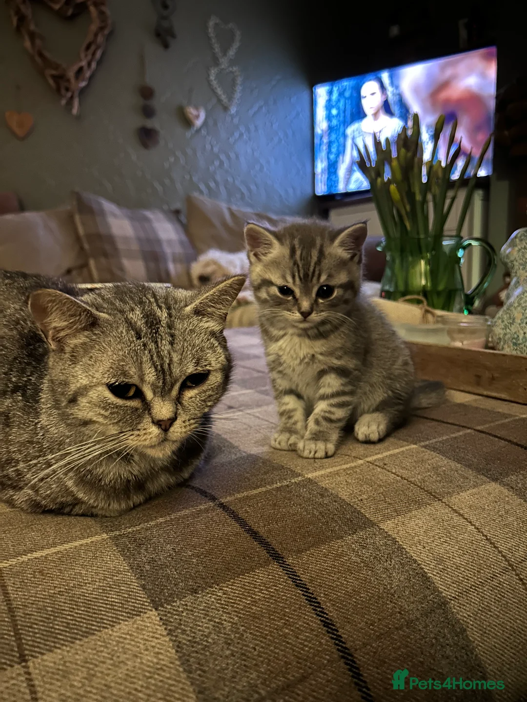Scottish Fold cats for sale: Scottish Straight ear Boy - Advert 3