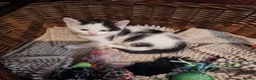 Mixed Breed cats for sale: Beautiful Kittens Looking for Loving Homes - Advert 12