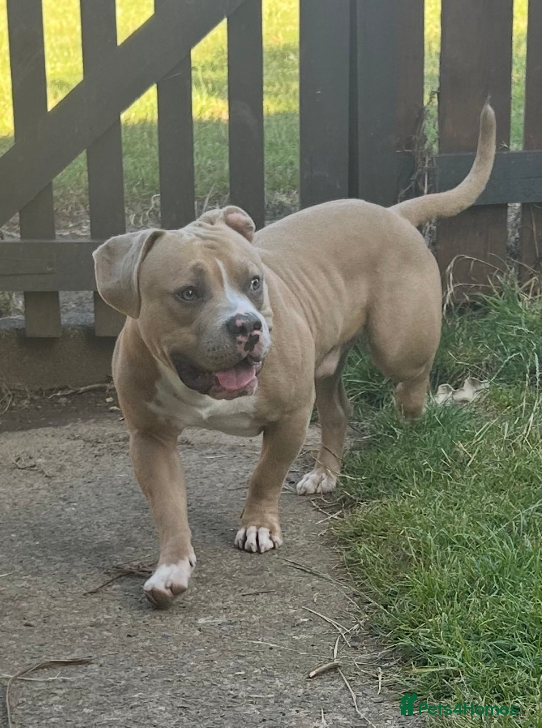 Mixed Breed dogs for sale: Re homing 10 month pocket bully - Image 2