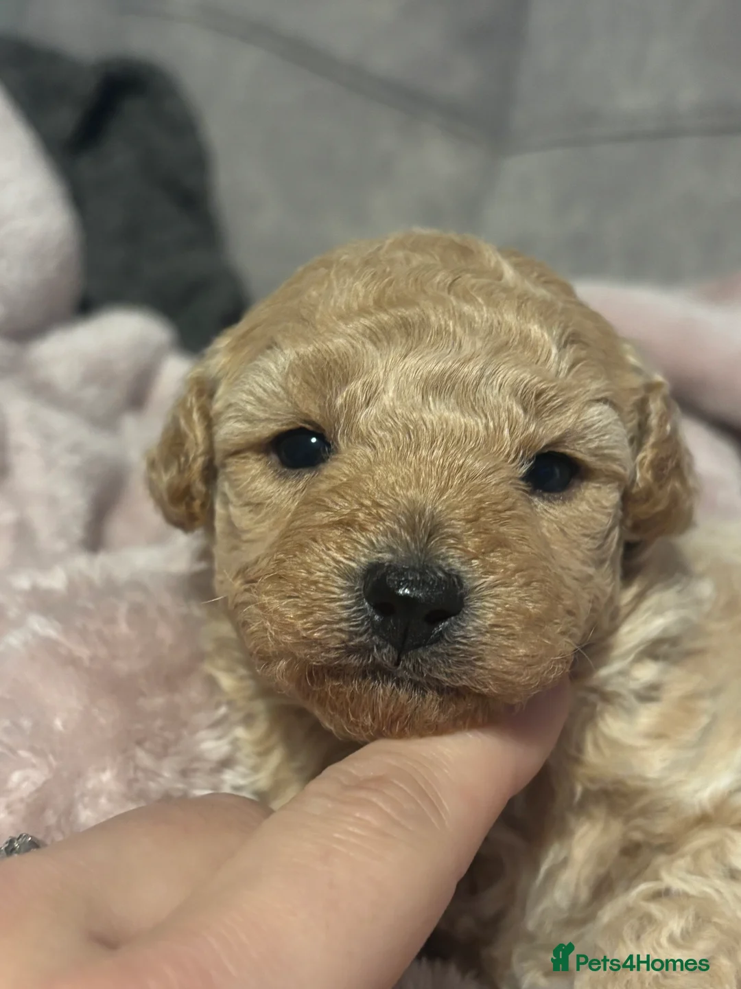 Poochon dogs for sale: Beautiful Poochon Puppies  - Advert 11