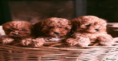 Cavapoo dogs - Advert 2