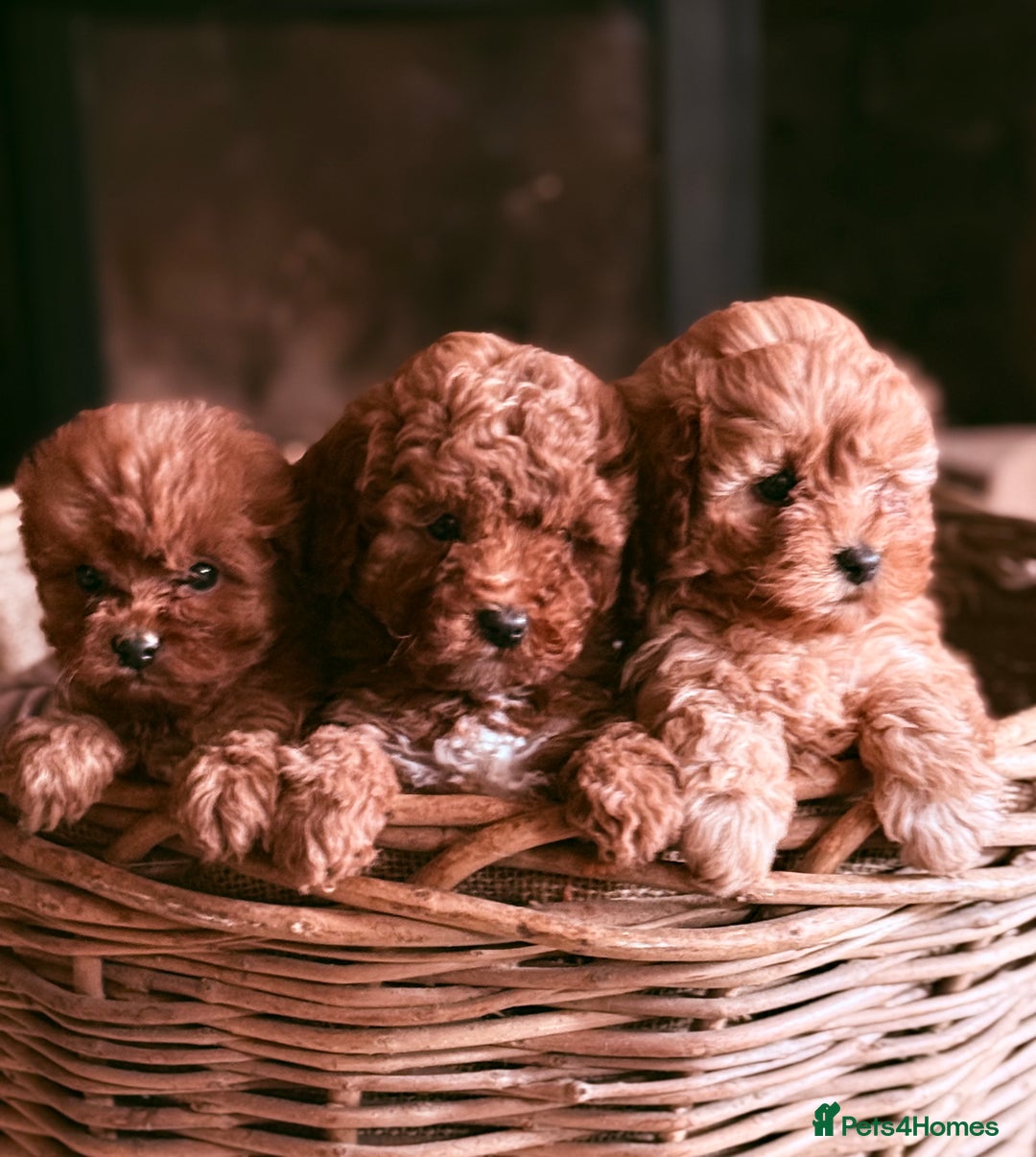 Cavapoo dogs for sale: Gorgeous Red Cavapoo Pups  - Image 2